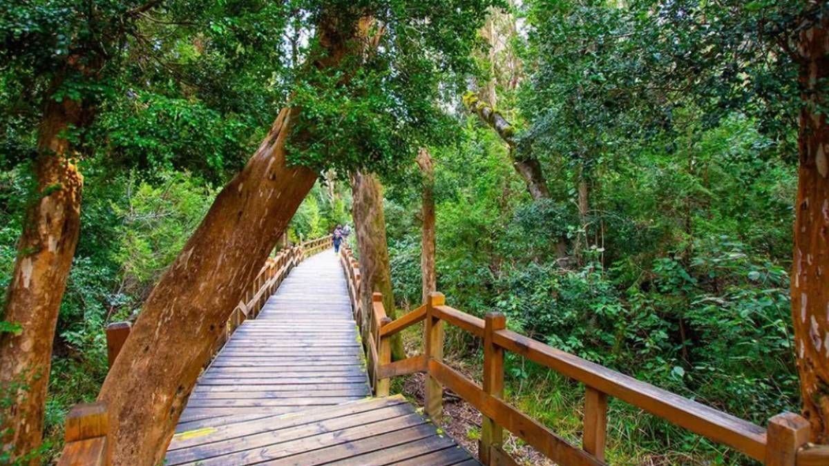 El bosque de los troncos canela: una caminata por la península de Quetrihué, cerca de Villa La Angostura