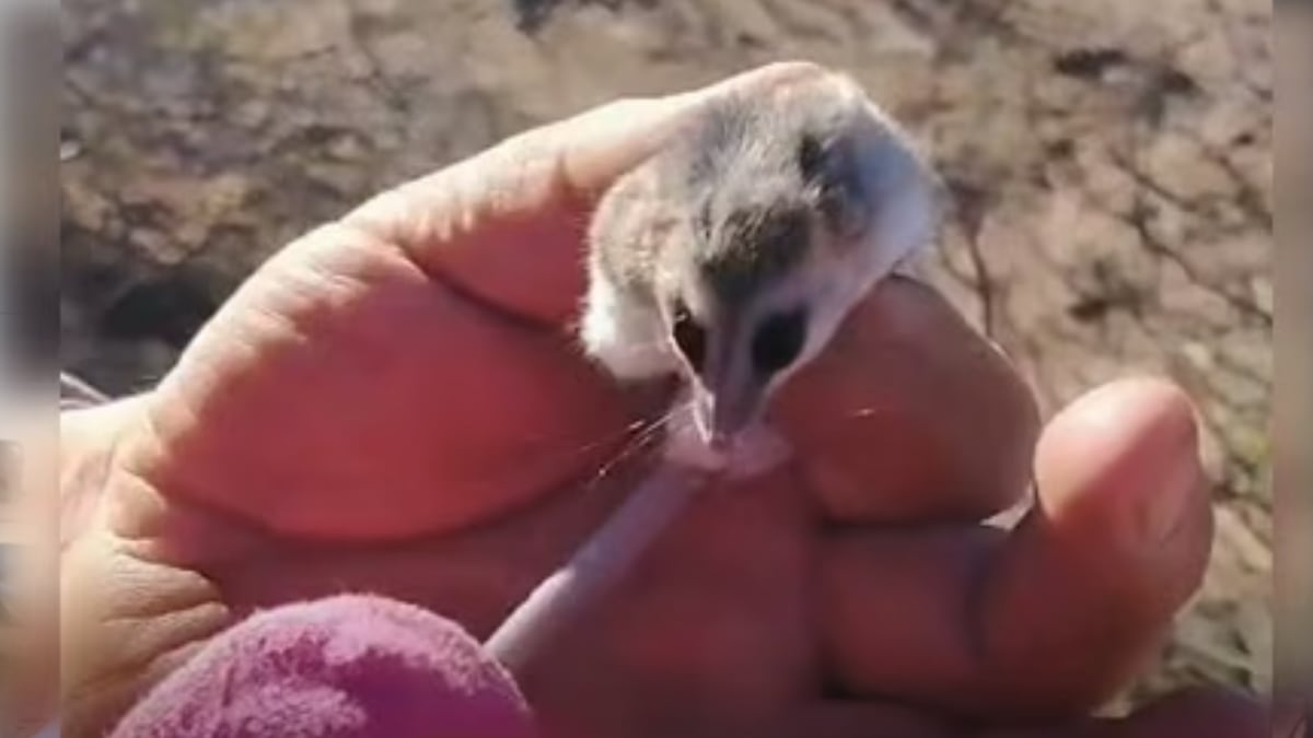 La comadreja enana que se metió en la leña y el protocolo que cualquier vecino debe conocer