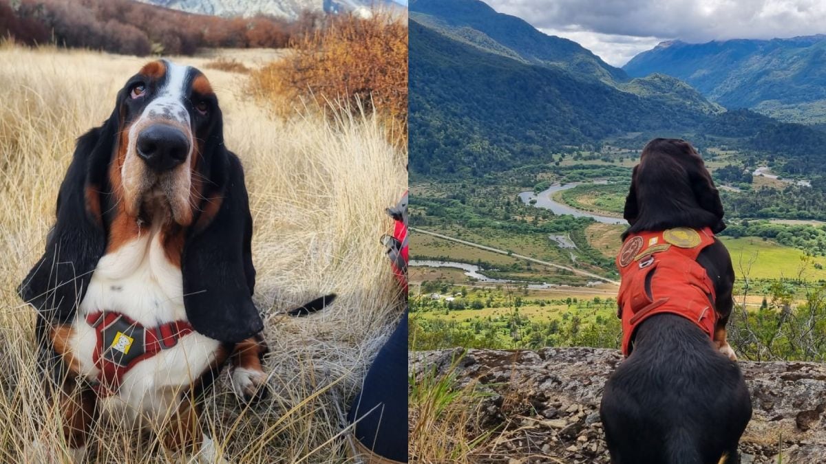 Humboldt, el basset hound que se detuvo en medio del bosque y volvió a poner a la Patagonia en el mapa de Darwin