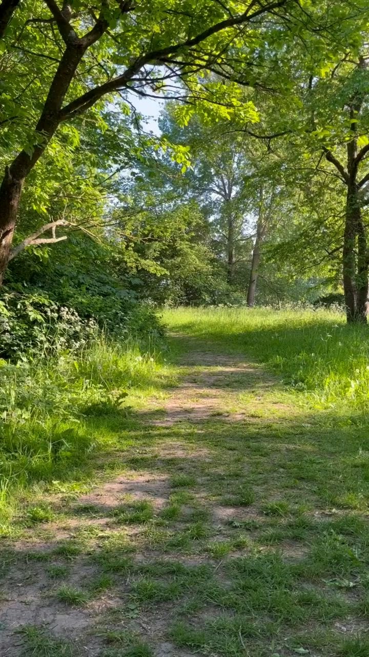 Baño de bosque: la práctica japonesa que invita a caminar sin reloj entre los árboles
