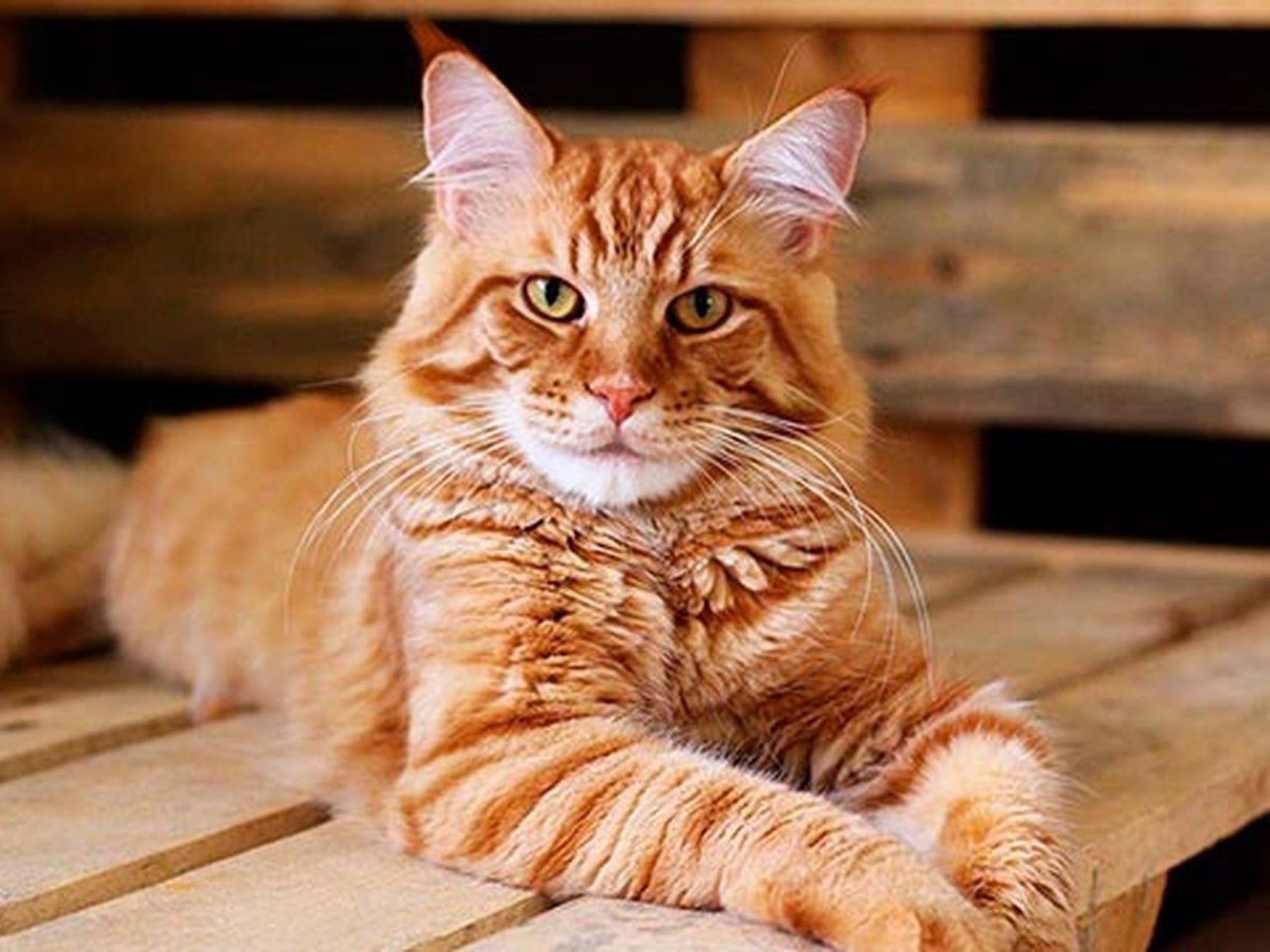 El gato se ganó un lugar en la mitad de los hogares con mascotas y los especialistas explican por qué