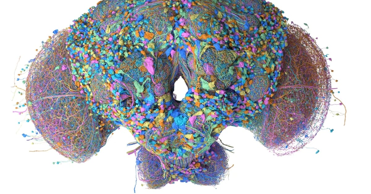 Le metieron el cerebro de una mosca a una máquina y casi clasifica los mails mejor que tu casilla