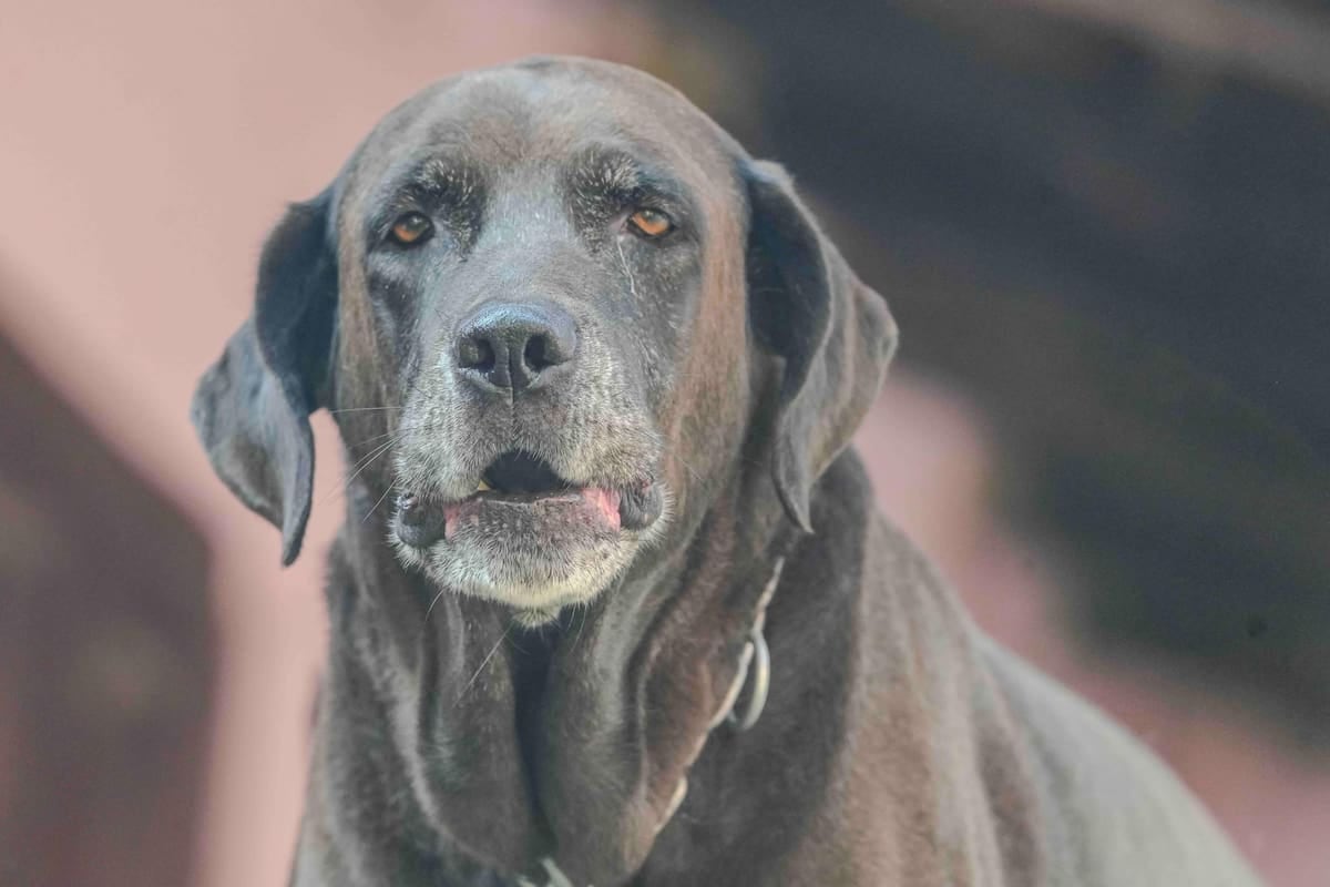 El Chaltén mide el registro de mascotas en litros de nafta: cuesta 20 módulos la inscripción y 15 la patente anual