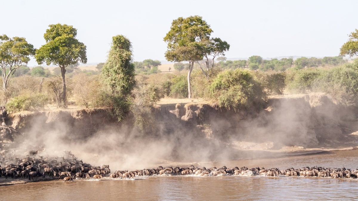 Tres parques, un cráter y comunidades del norte tanzano: claves para armar un safari entre Tarangire, Serengeti y Ngorongoro