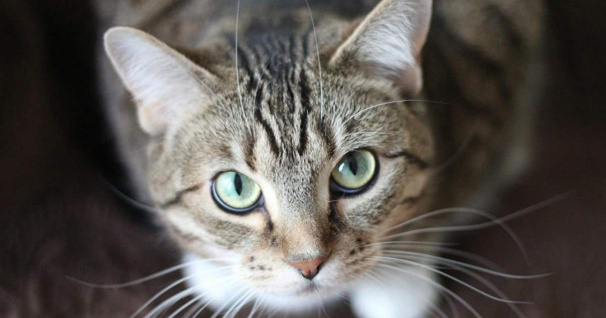 Un estudio con más de 157 mil muestras pone la lupa sobre un parásito intestinal que cruza la frontera entre gatos y personas
