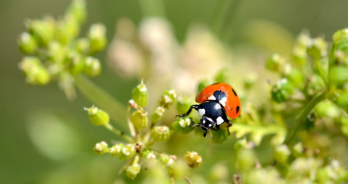 La huerta, el calor y la trampa de las plagas: por qué en primavera hay que mirar el jardín con otros ojos
