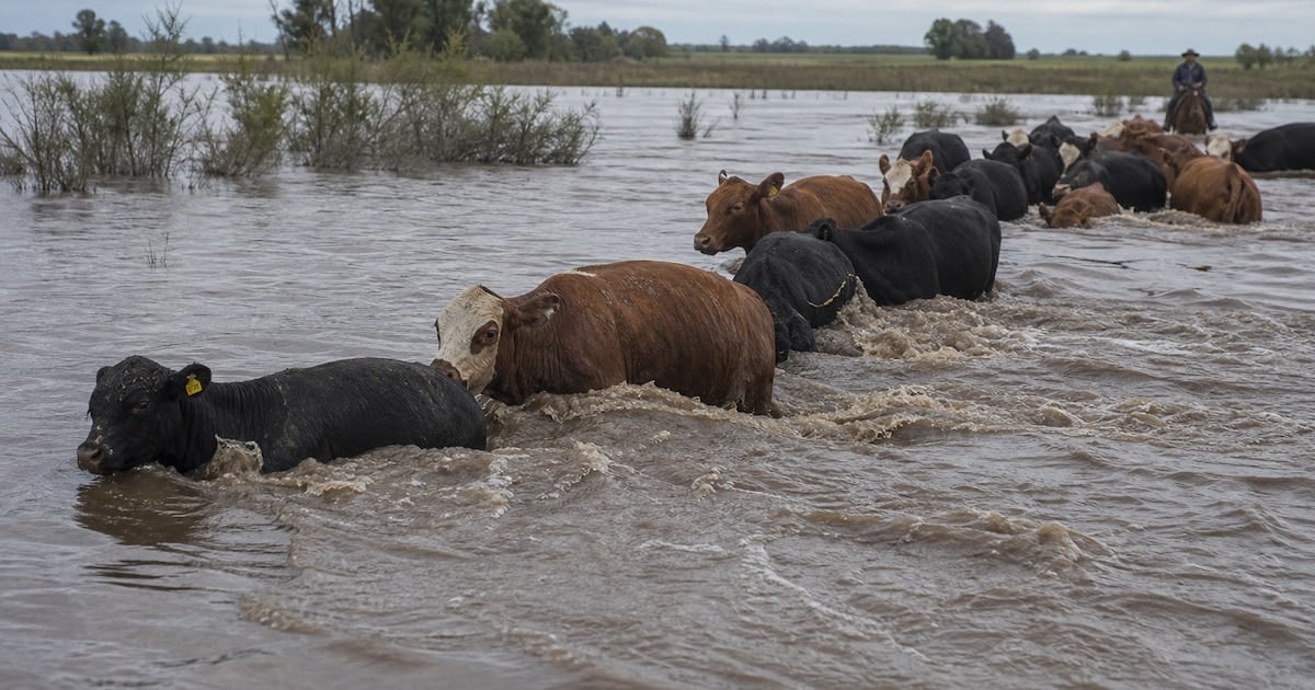 La crecida del Paraná y la retracción global empujan la hacienda al alza en Cañuelas