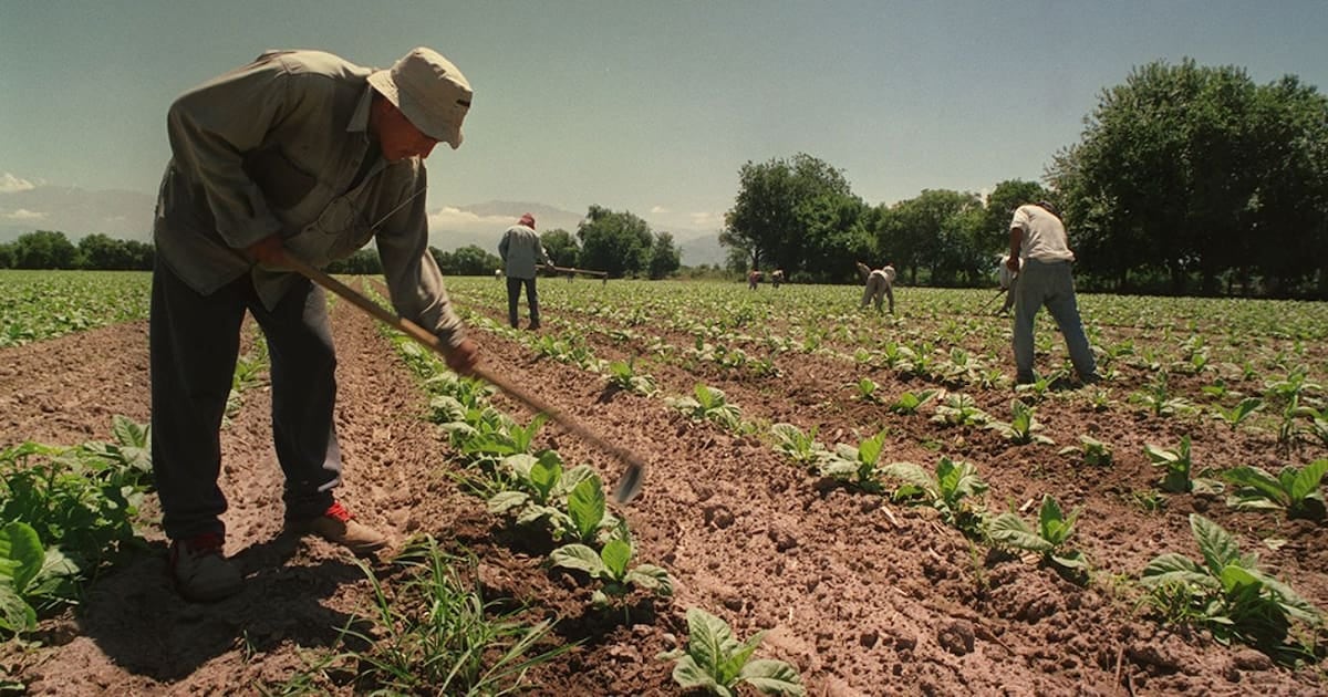 Trabajadores rurales temporarios: el piso de asignaciones familiares se prorroga por un año