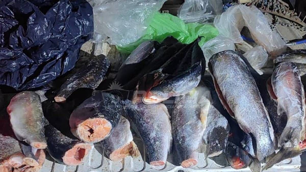 La ventana previa al 1 de noviembre en Neuquén: cómo pescar sin pasarse de cinco truchas